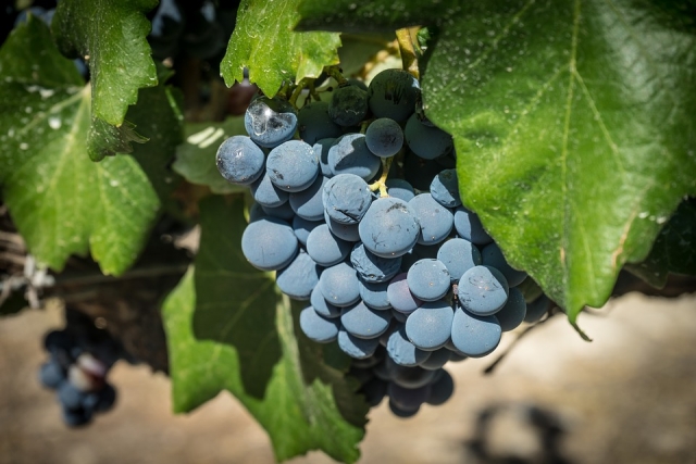 Las uvas